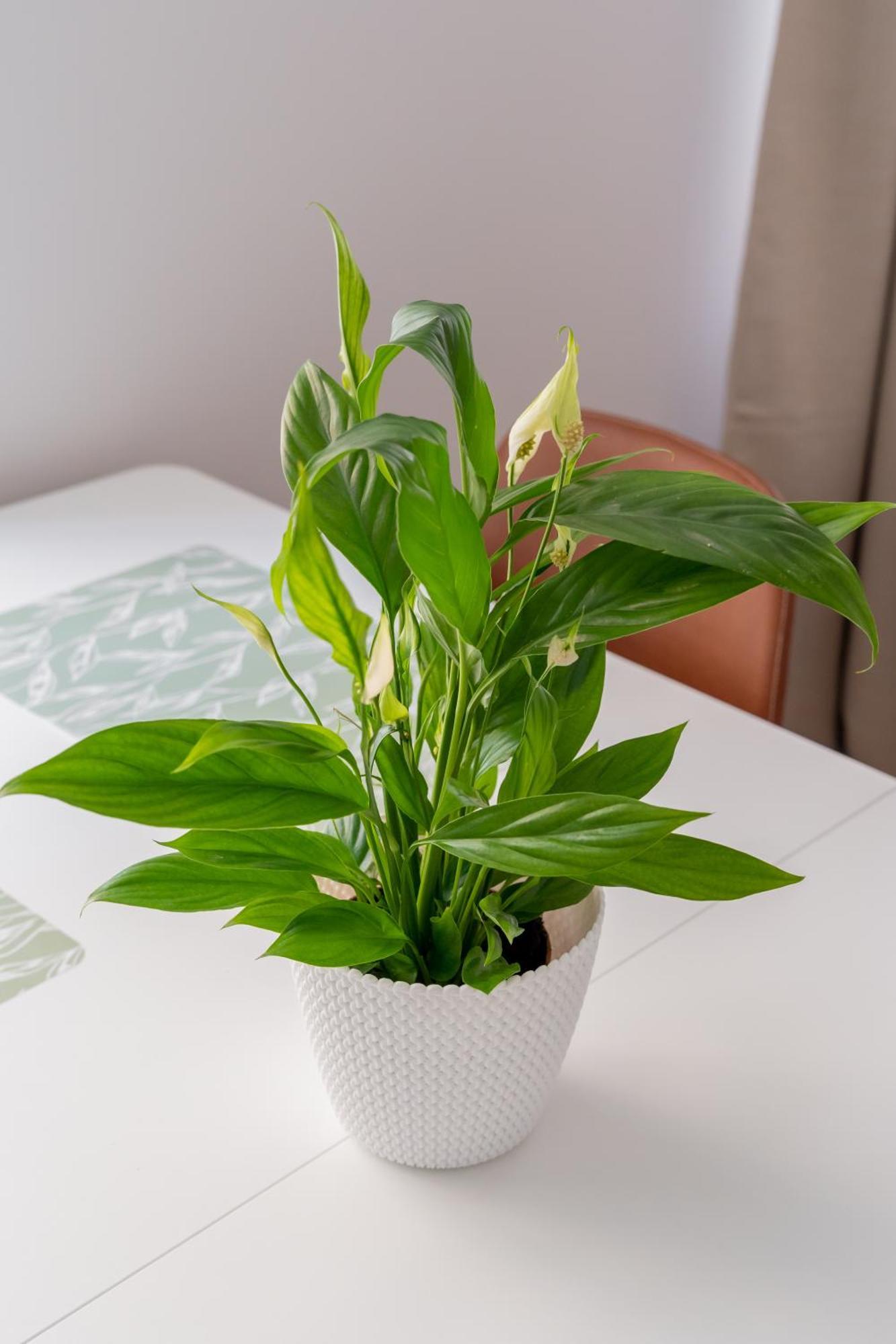 Spacious 1-Bedroom Apartment In The Heart Of Old Town リガ エクステリア 写真